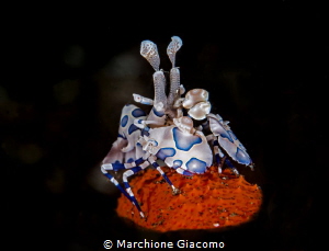 Red carpet.
Hymenocera picta. Lembeh strait wit Daniele ... by Marchione Giacomo 